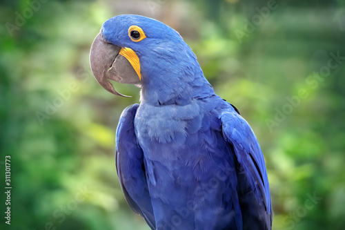 Portrait of Blue Parrot Hyacinth Macaw. Close-up of the bird in the wild © Soonios Pro