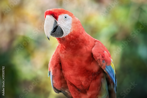 Red Parrot Scarlet Macaw in a natural environment. Close-up of the bird in the wild
