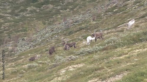 Mongolia, Darkhat basin. Settlement of reindeer herders. Deer.