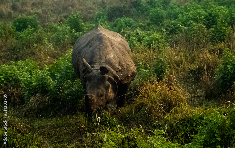 Rhino Is Eating the Grass in Wildlife in Chitwan National Park