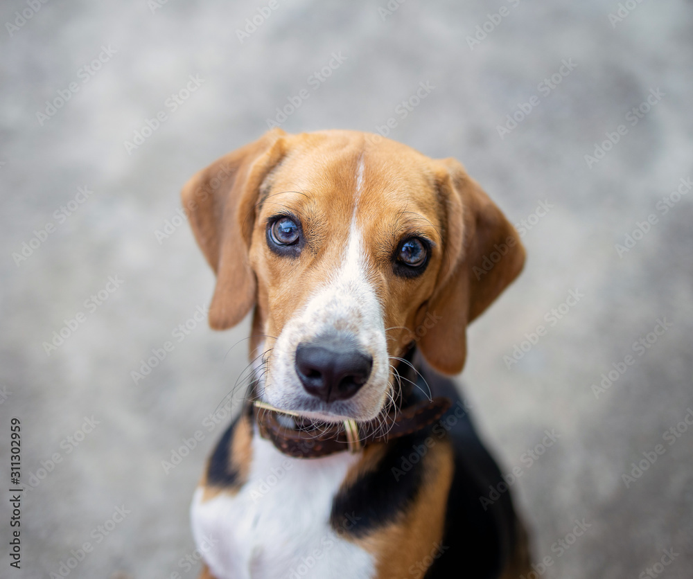 beautiful beagle dog isolated on white beautiful beagle dog isolated on white