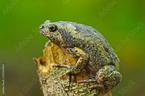 flower pot toad closeup, Kaloula baleata
