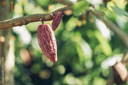 Cacao Tree (Theobroma cacao). Organic cocoa fruit pods in nature.