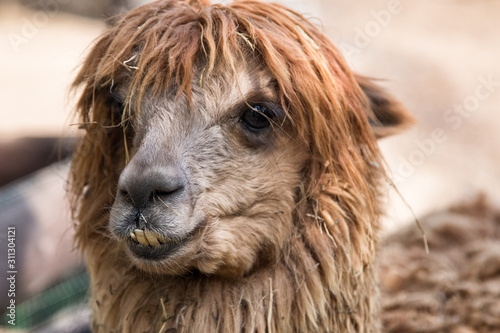 Portrait of alpaca close up. Cute brown llama looking at camera. Llama nose. © Elena Milovzorova