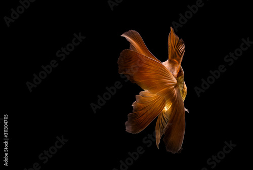 goldfish isolated on a dark black background