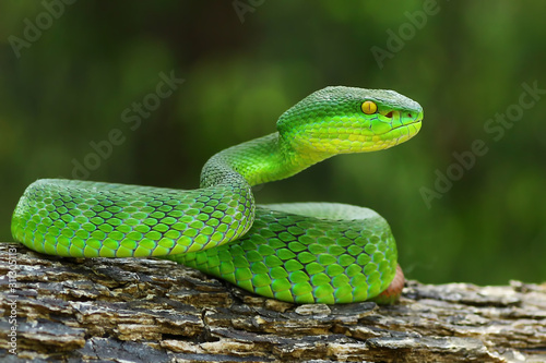 poisonous green snake, viper snake, Trimeresurus albolabris
