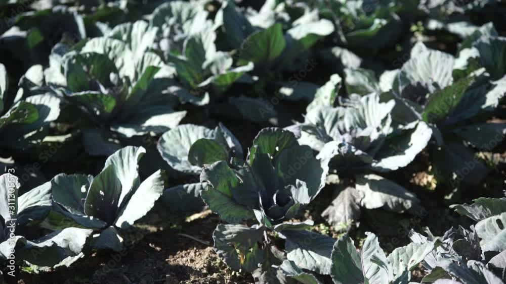 Asia, Thailand, Asia, Thailand, Agricultural Field, Agriculture, Kale, Agriculture, Kale