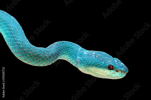 Photo Blue viper snake on black background