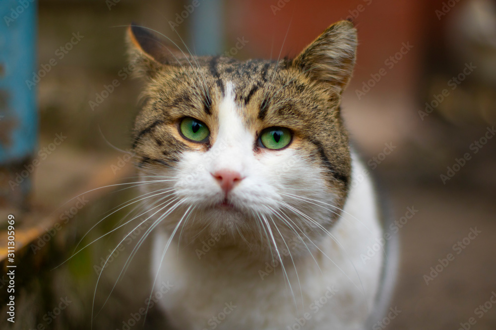 Sad homeless cat looks at you with his bright green eyes.