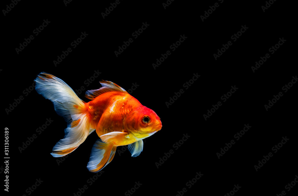 goldfish isolated on a dark black background goldfish isolated on a dark black background