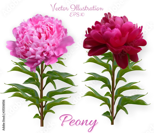 Set of vector realistic peony branches isolated on white background. Flowers of dark red and pink peonies designed for wedding invitation, greeting card, cosmetic products, floral templates