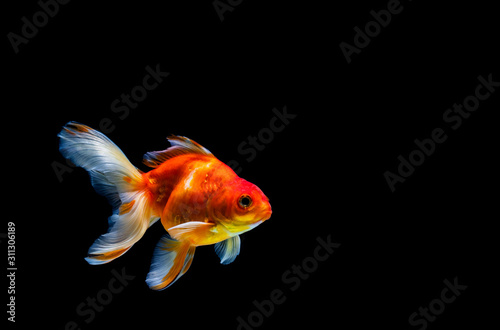 Fotografia goldfish isolated on a dark black background