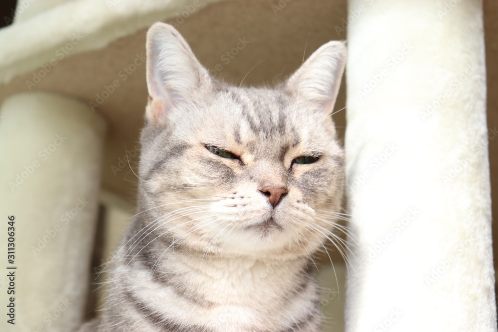 薄目をあける猫アメリカンショートヘアー Stock Photo Adobe Stock