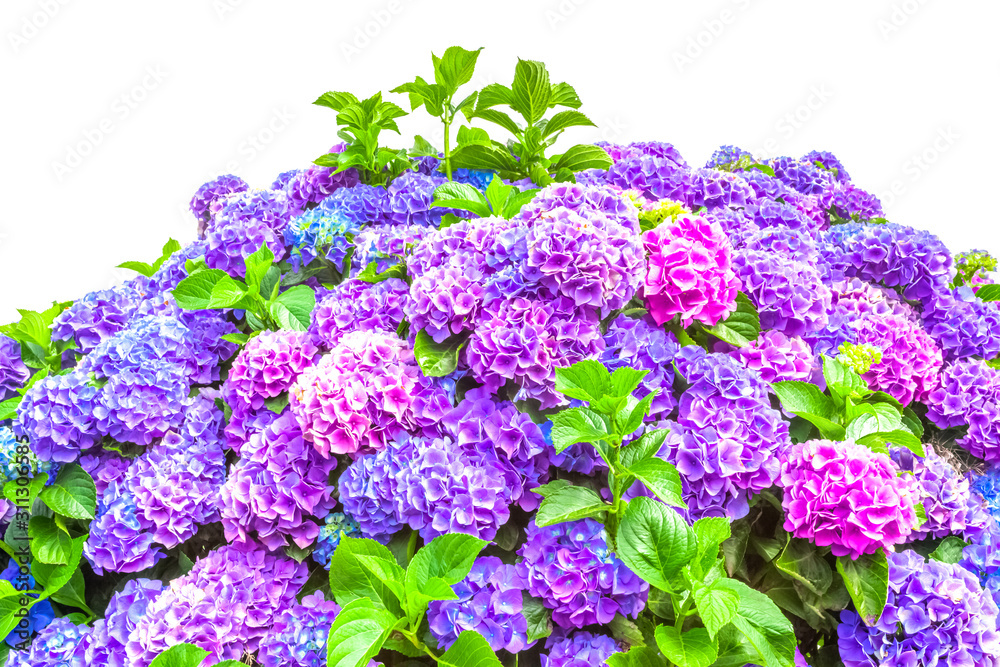 bouquet d’hortensias sur fond blanc bouquet d’hortensias sur fond blanc
