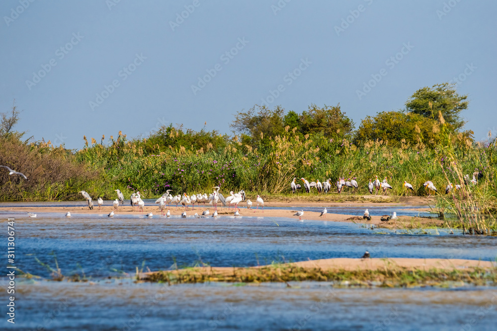 Zambezi river bank with a big flock of Yellow-billed Storks (Mycteria ibis) Zambezi river bank with a big flock of Yellow-billed Storks (Mycteria ibis)