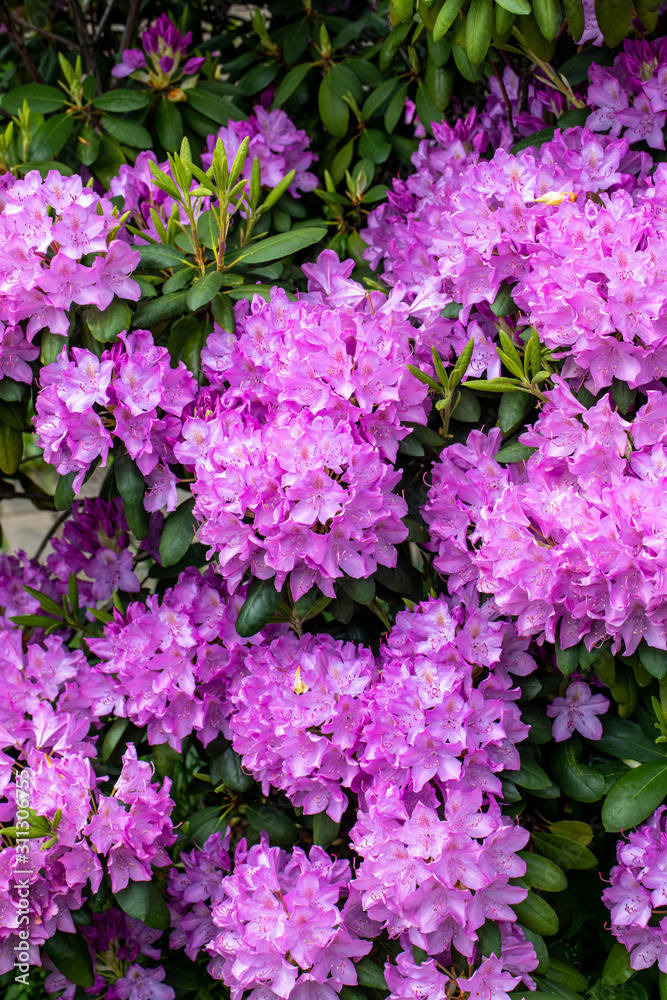 Fototapeta premium Blooming pink flowers of Rhodenron. A great decoration for any garden