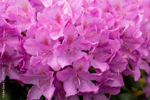 Blooming pink flowers of Rhodenron. A great decoration for any garden