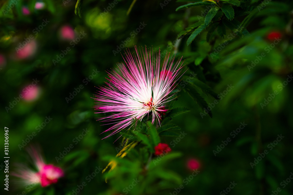 Persian silk tree, or pink silk tree julibrissin) flower Stock