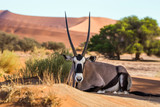 Gemsbok, or South African oryx (Oryx gazella) lying on the sand in Sossusvlei dunes, Namibia.