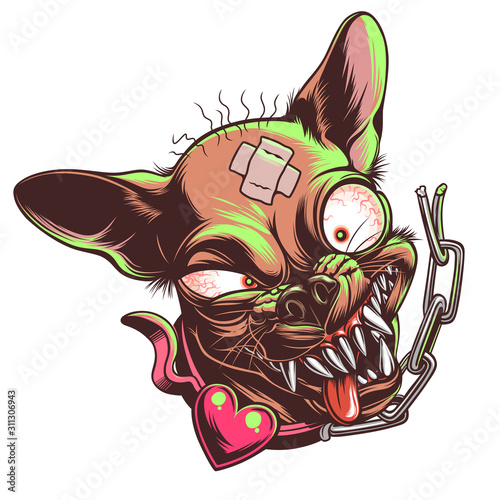 Mad funny chihuahua