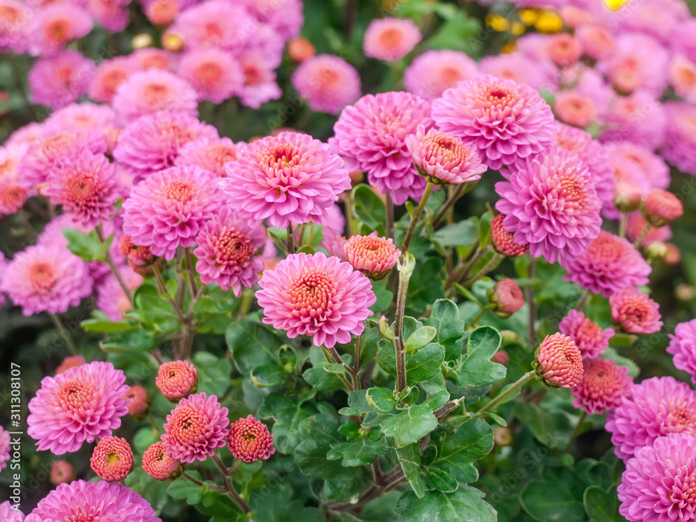 Flowering pink chrysanthemums on the flower bed close-up