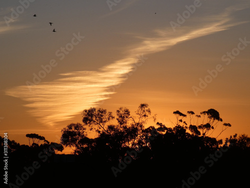 Treeline against beautiful warm sunset with nice white cloud, birds flying