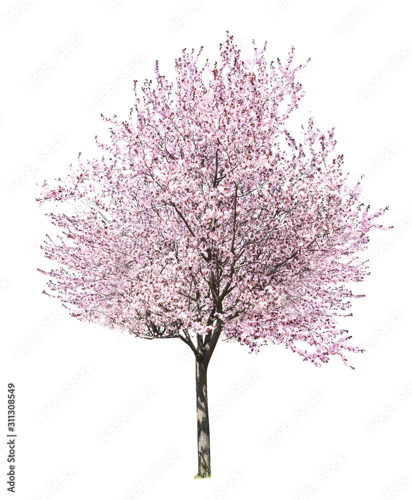 Beautiful blossoming tree on white background Beautiful blossoming tree on white background