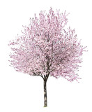 Beautiful blossoming tree on white background