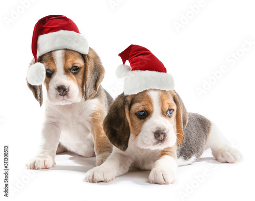 Cute beagle puppies on white background © Pixel-Shot