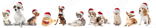 Cute dogs and cats in Santa Claus hats on white background © Pixel-Shot