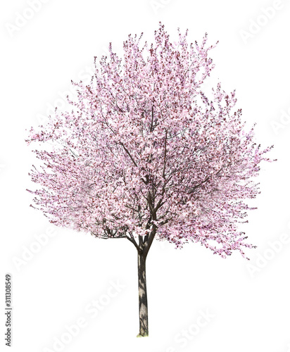 Beautiful blossoming tree on white background