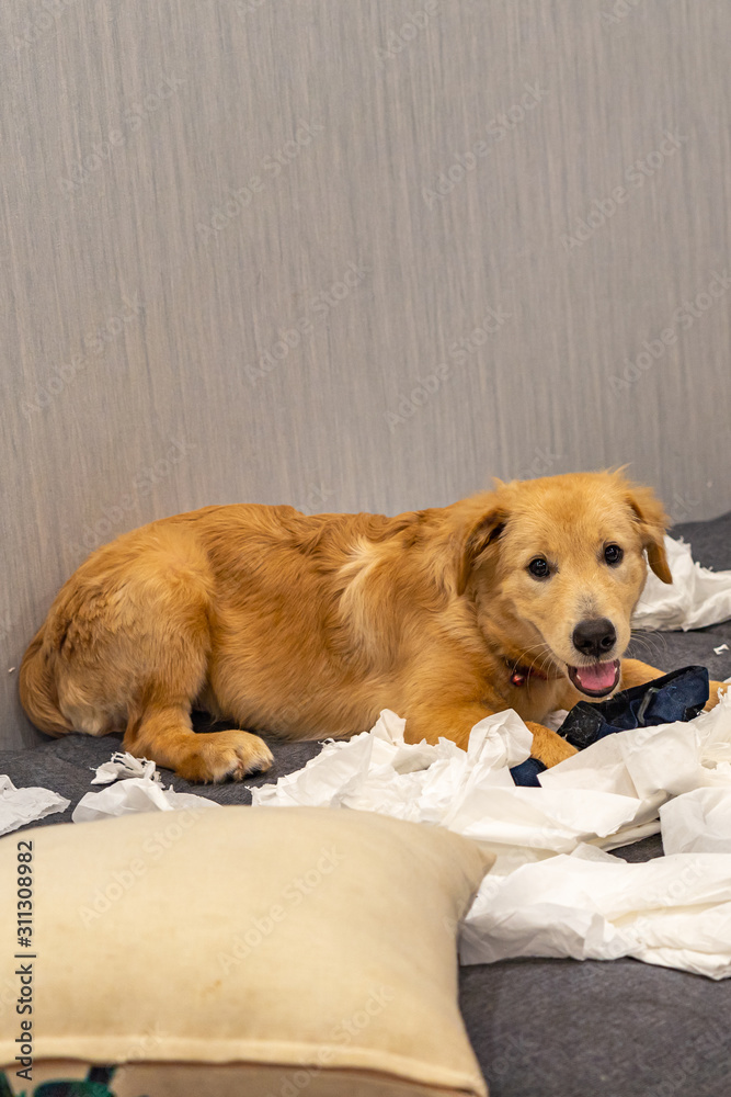 Naughty four-months old golden dog playing white toilet paper Naughty four-months old golden dog playing white toilet paper