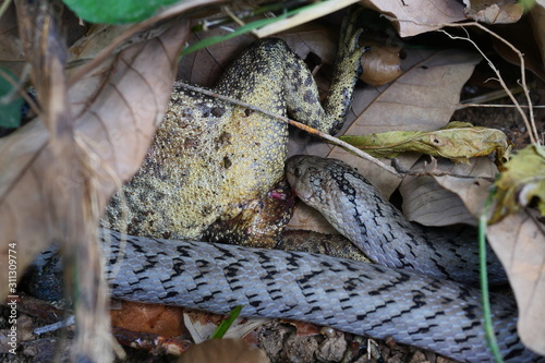 The Banded kukri snake ( Oligodon fasciolatus ) biting and eating toad in forest, Reptile hunt frog, Poisonous reptile hiding under brown dry leaf on dirt land in Thailand photo