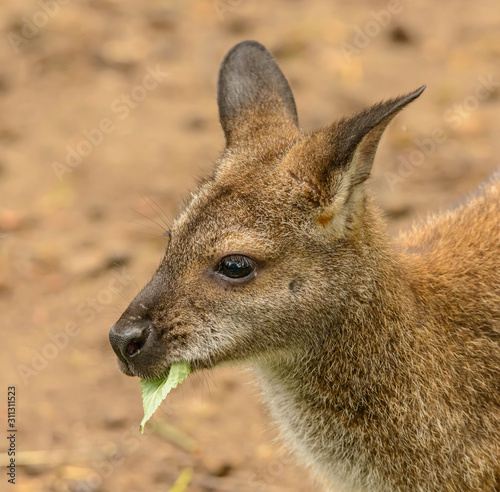 portrait of a kangaroo eating a leaf side