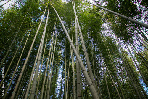 Arashiyama Bamboo Forest famous place in Kyoto