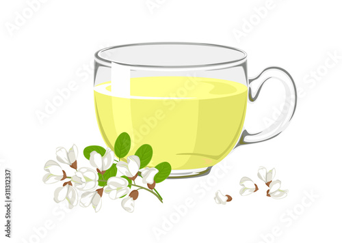 Acacia tea in glass cup and sprig of blooming white acacia with green leaves isolated on white background. Vector illustration of healthy herbal flower drink in cartoon flat style.