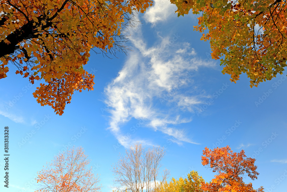 아름다운 가을 단풍과 하늘