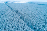 Pine snowy forest in winter. Trees covered with snow. Aerial view. Nature background