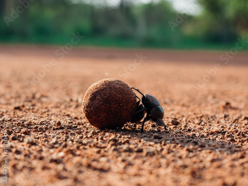 Dung beetle rolling dung