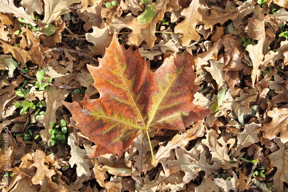 Colors changing in nature in autumn Colors changing in nature in autumn