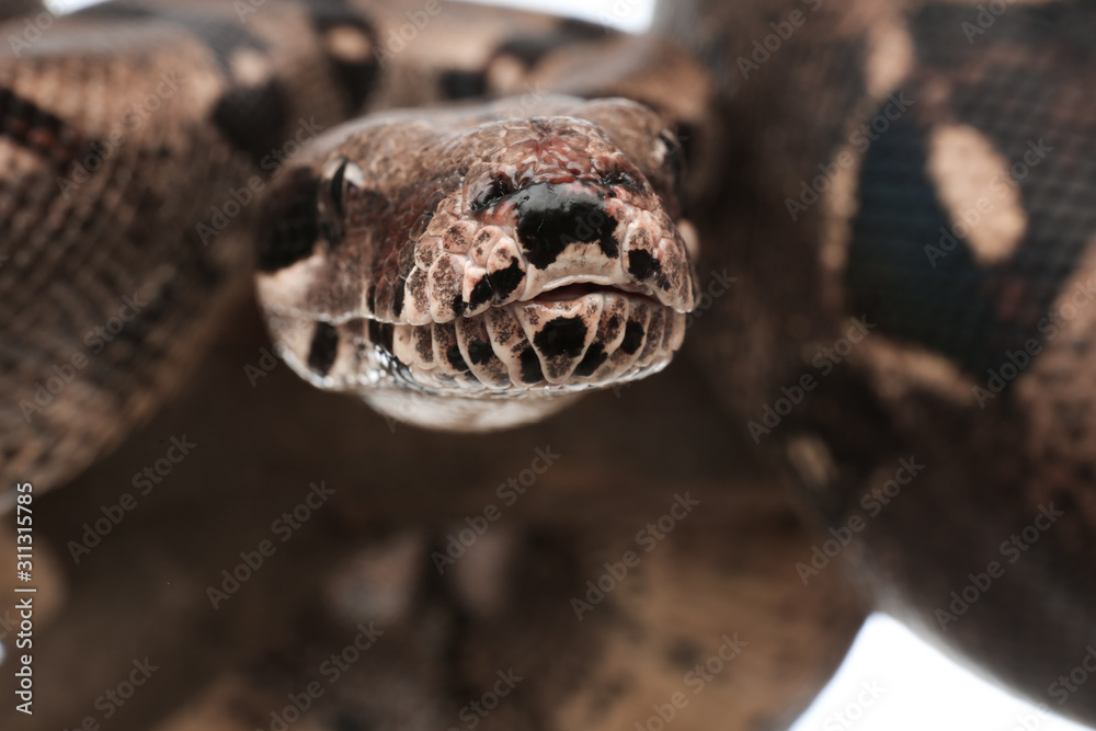 Fototapeta premium Closeup view of brown boa constrictor. Exotic snake