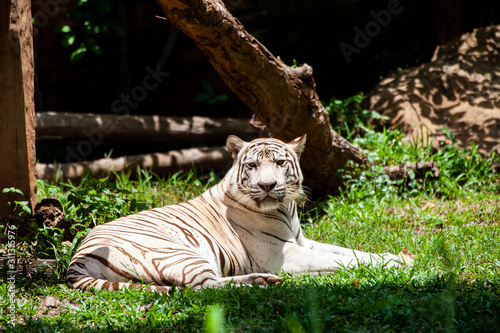 Fototapeta Naklejka Na Ścianę i Meble -  The white tiger, bleached tiger.
