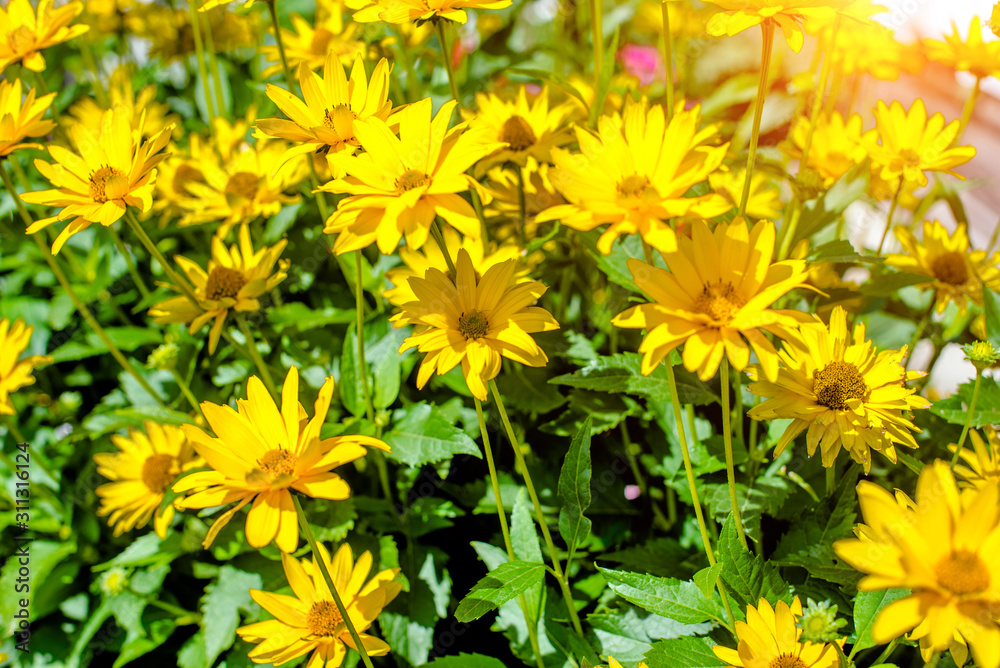 A yellow daisy blooms in the country garden A yellow daisy blooms in the country garden