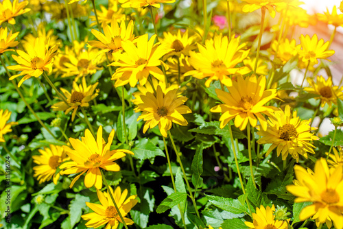 A yellow daisy blooms in the country garden