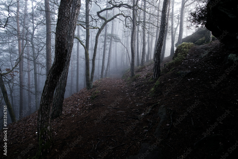 Fototapeta premium Foggy Forest