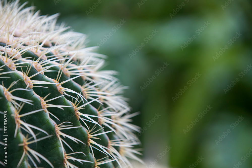 cactus.Echinocactus grusonii Hildm.Cactus with blurred background.Close-up of a cactus. cactus.Echinocactus grusonii Hildm.Cactus with blurred background.Close-up of a cactus.