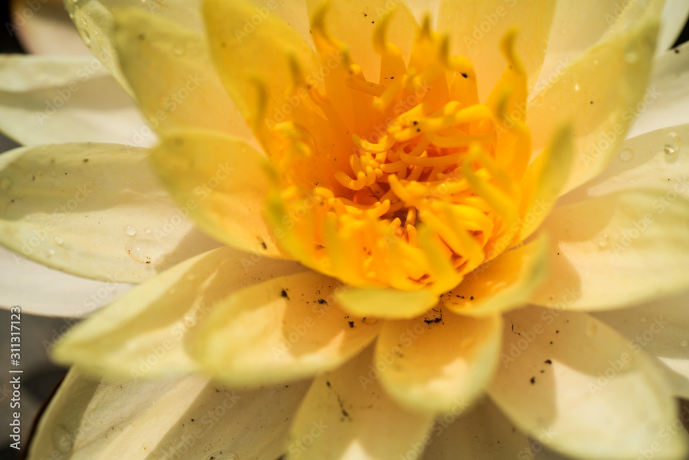 Beautiful waterlily or lotus flower in pond.