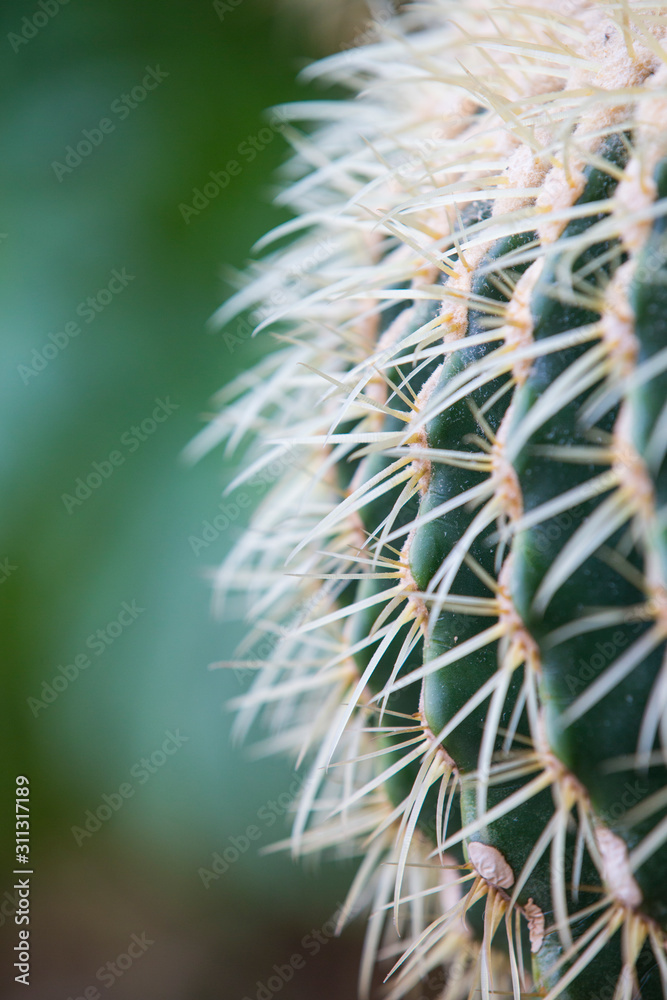 cactus.Echinocactus grusonii Hildm.Cactus with blurred background.Close-up of a cactus. cactus.Echinocactus grusonii Hildm.Cactus with blurred background.Close-up of a cactus.