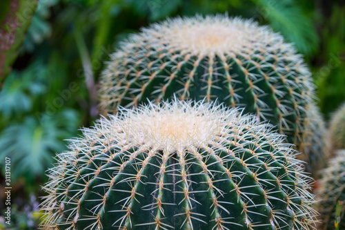 cactus.Echinocactus grusonii Hildm.Cactus with blurred background.Close-up of a cactus.