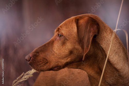 Magyar Vizsla